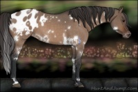 Horse Color:White Spotted Bay Roan Dun Appaloosa 