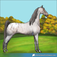 Horse Color:Brown Roan Appaloosa 