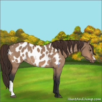 Horse Color:Bay Dun Appaloosa 