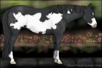 Horse Color:Black Frame 