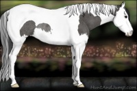 Horse Color:Black Sabino Splash Tobiano Rabicano