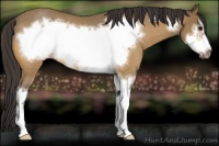 Horse Color:Buckskin Roan Sabino Frame Rabicano