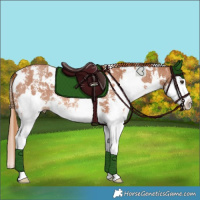 Horse Color:White Spotted Chestnut Sabino Splash Rabicano 