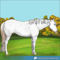 Horse Color:Chestnut Sabino Splash Rabicano 