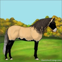 Horse Color:Buckskin Dun Sabino Splash