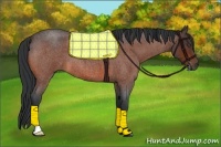 Horse Color:Bay Roan 