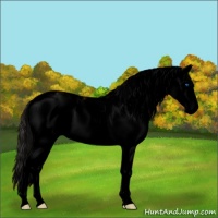 Horse Color:Void Midnight Buckskin Dun Sabino Splash