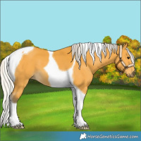 Horse Color:Silver Buckskin Tobiano