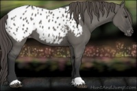 Horse Color:Grullo Appaloosa 