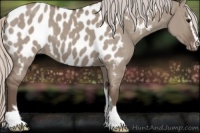 Horse Color:Silver Grullo Sabino Appaloosa