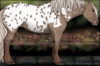 Horse Color:Silver Grullo Appaloosa