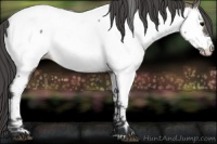 Horse Color:Grullo Appaloosa 