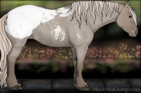 Horse Color:Silver Grullo Roan Appaloosa 