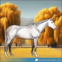 Horse Color:Gray Silver Bay Dun