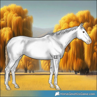 Horse Color:White Spotted Buckskin Dun Appaloosa