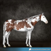 Horse Color:White Spotted Silver Brown Splash Rabicano