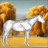 Horse Color:Gray White Spotted Bay Splash 