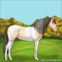 Horse Color:Amber Cream Champagne Tobiano 