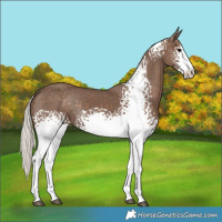 Horse Color:White Spotted Silver Black
