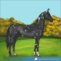 Horse Color:White Spotted Black Rabicano 
