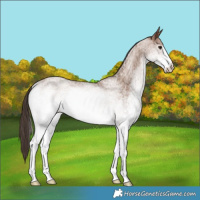 Horse Color:White Spotted Classic Champagne 