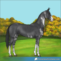 Horse Color:White Spotted Black 