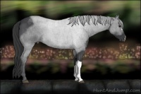 Horse Color:Blue Roan 