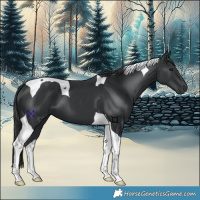 Horse Color:Black Tobiano