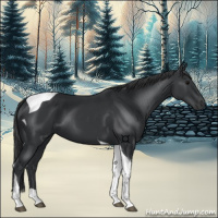 Horse Color:Black Tobiano 