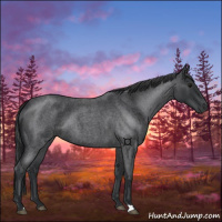 Horse Color:Blue Roan 