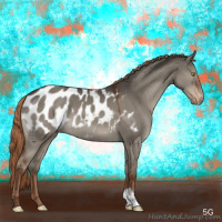 Horse Color:Liver Red Dun Appaloosa 