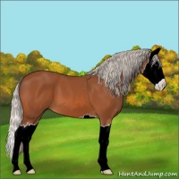 Horse Color:Silver Bay Sabino Splash 