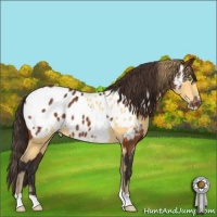 Horse Color:Amber Cream Champagne Tobiano Blanket and Buckskin Sabino Blanket