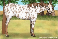 Horse Color:Red Roan Near Leopard 