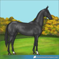 Horse Color:Black 