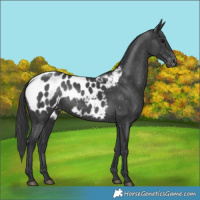 Horse Color:Black Appaloosa