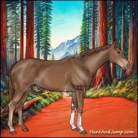 Horse Color:Chestnut Tobiano 