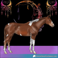 Horse Color:Chestnut Tobiano