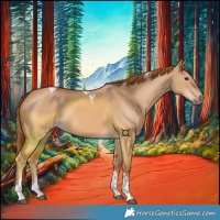Horse Color:Red Dun Tobiano 