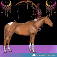 Horse Color:Chestnut Tobiano Rabicano 