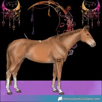 Horse Color:Chestnut Tobiano