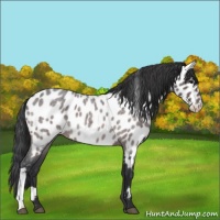 Horse Color:Platinum Brown Roan Appaloosa 