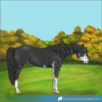 Horse Color:Black Sabino 