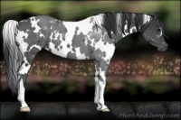 Horse Color:White Spotted Black 