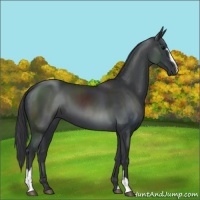 Horse Color:Black Sabino 