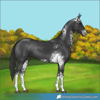 Horse Color:White Spotted Black 