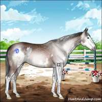 Horse Color:Gray Bay Splash 