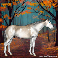 Horse Color:Gray Bay Dun Splash