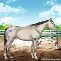Horse Color:Classic Champagne Dun 