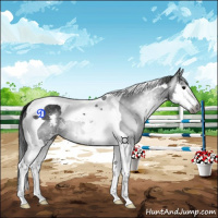Horse Color:Gray Black Splash Tobiano 
